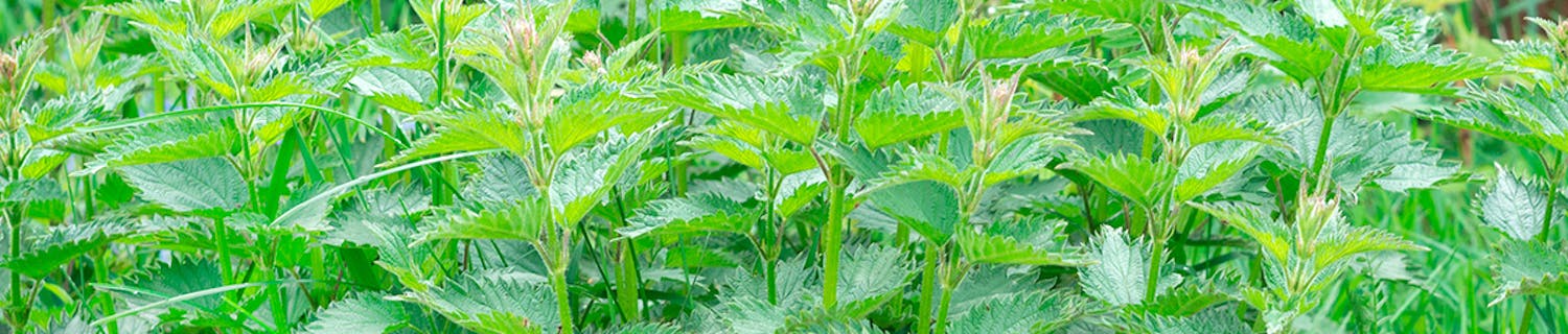 Brennesle Hvordan bli kvitt brennesle?